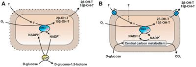 Hydrophobic Outer Membrane Pores Boost Testosterone Hydroxylation by Cytochrome P450 BM3 Containing Cells